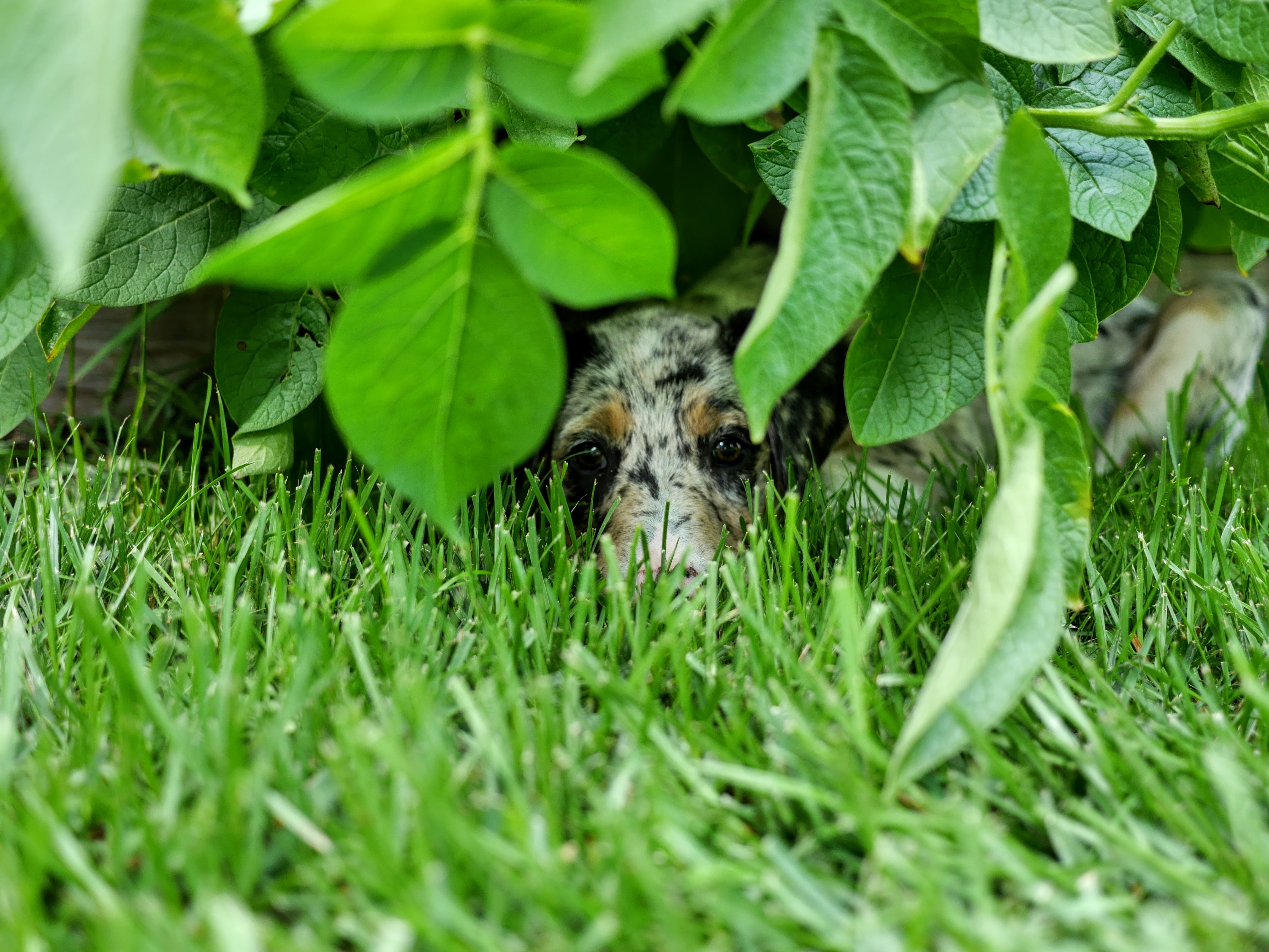 Puppy Scout
