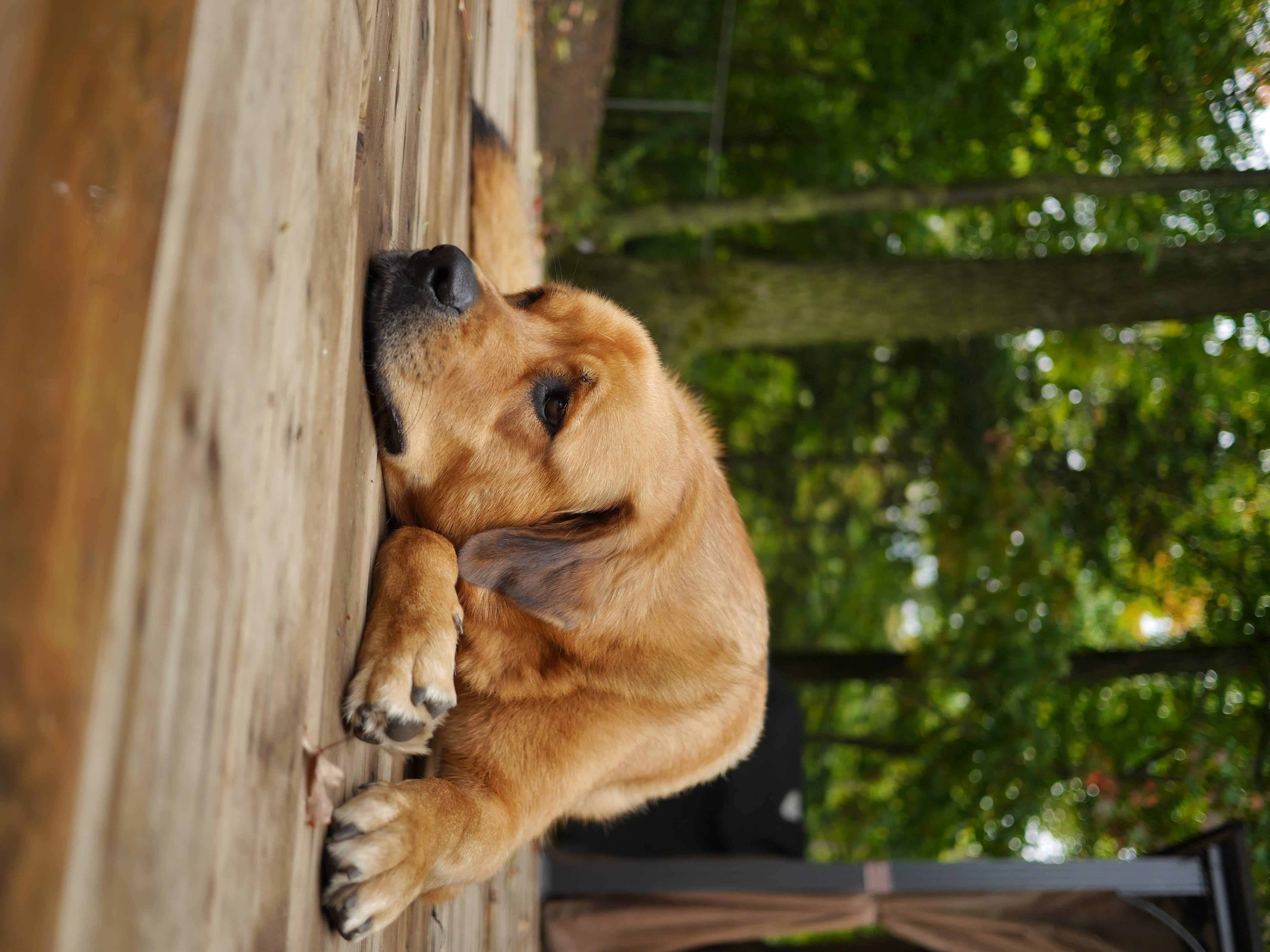 Yogie Bear