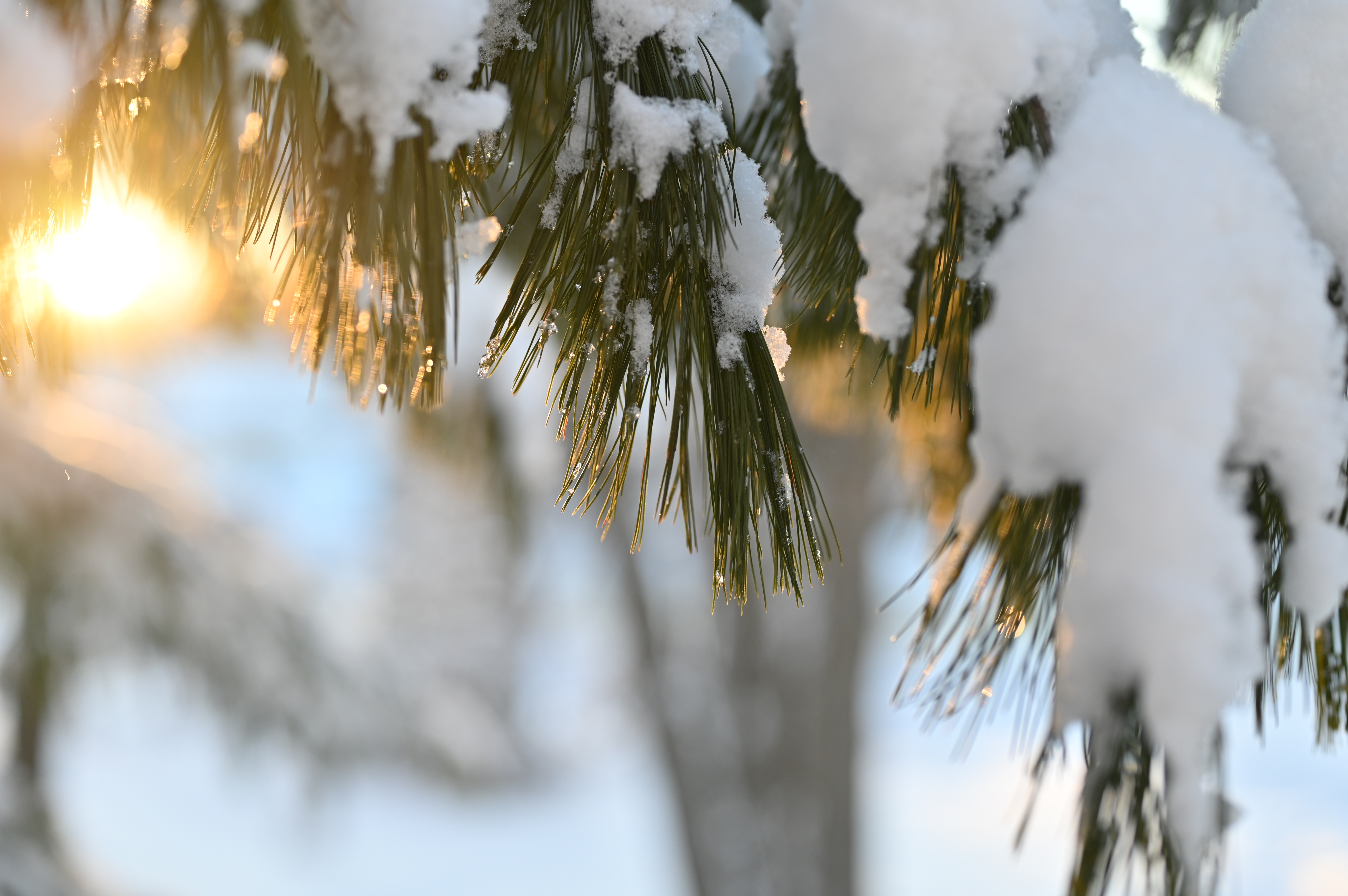 Pine Needles in Sun