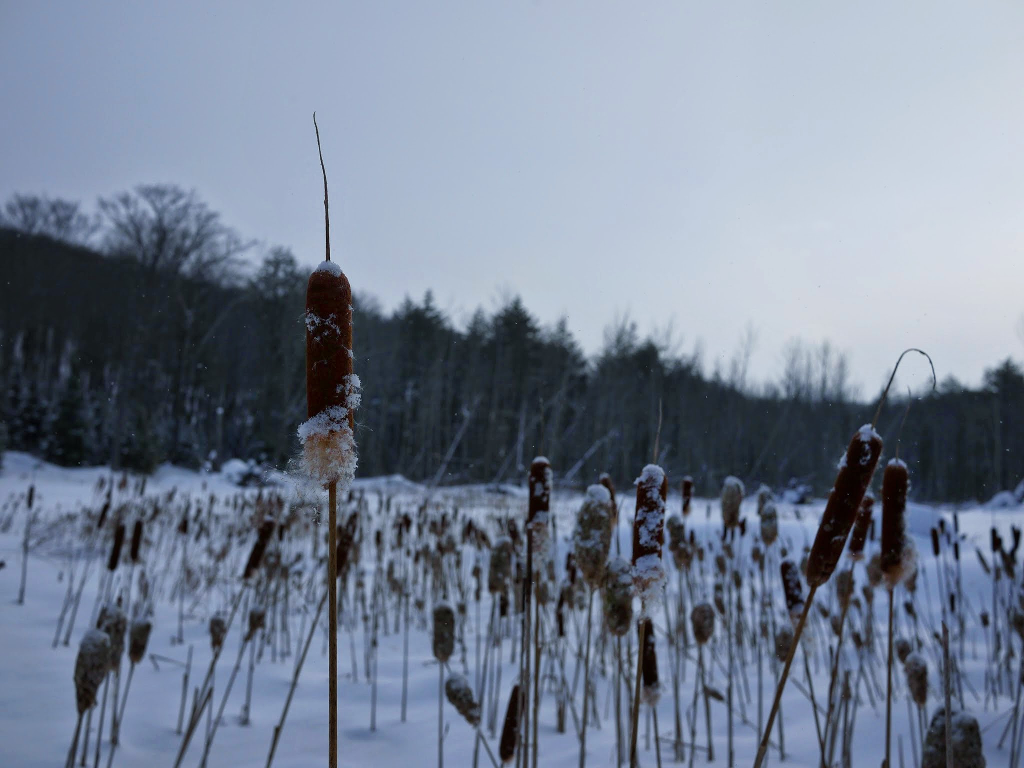 Cattails in Winter